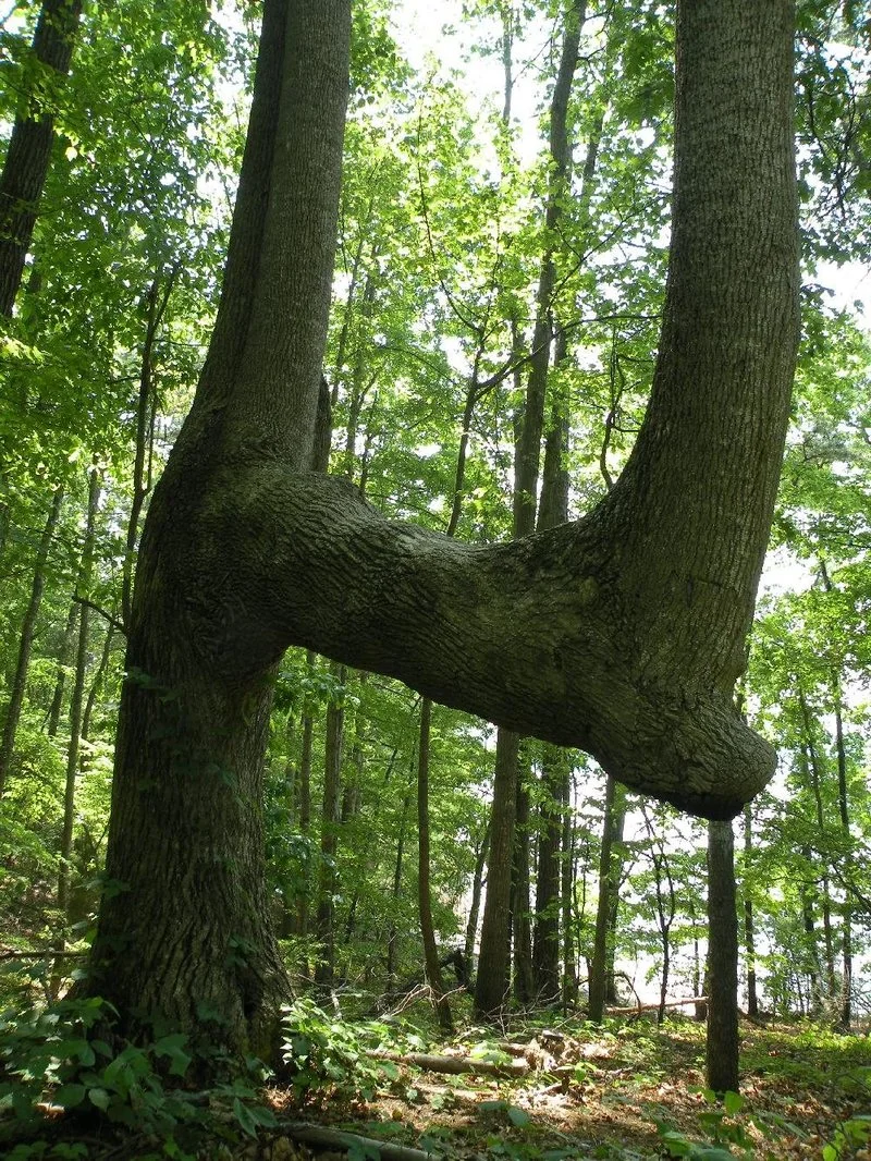 Twisted Trees Guided Hike — Hike for Life | Colorado
